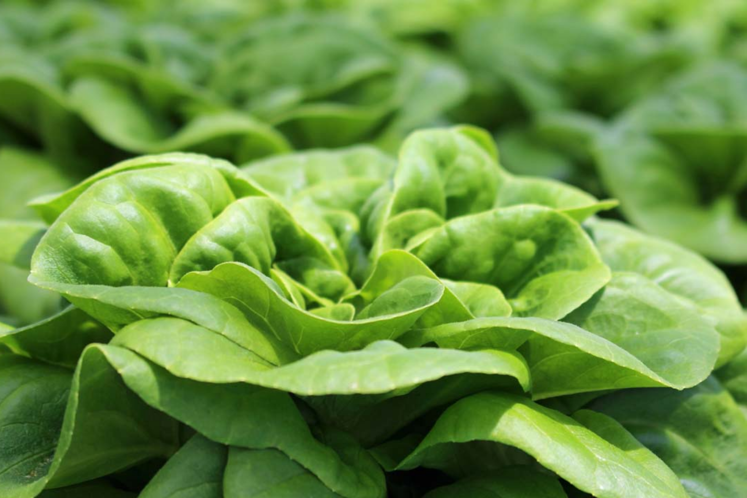 Buttercrunch Butterhead Lettuce Seeds – Early Green Variety | Lactuca ...