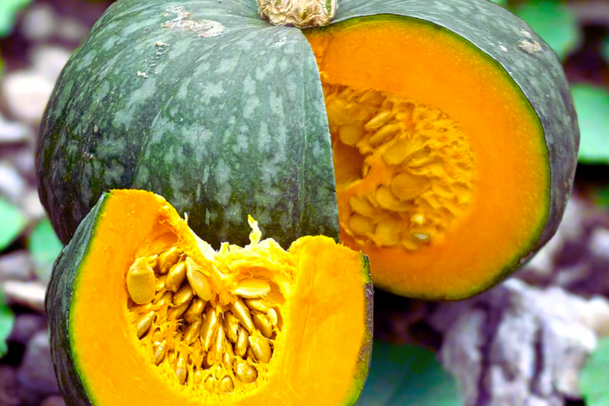 Japanese Kabocha Seeds - Heirloom Green Pumpkin - Winter Squash (Cucurbita maxima) - Organic Non-GMO