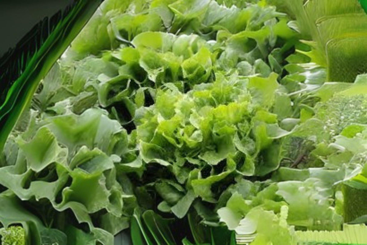 850 Broadleaf Batavian Endive Seeds: Heirloom Greens for Salads & Soups