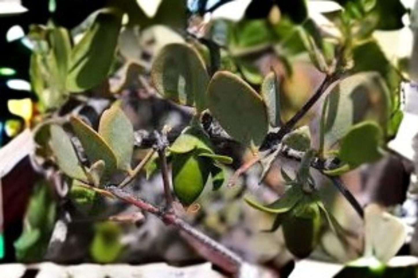 5 Seeds | Jojoba (Simmondsia chinensis) | Desert Shrub | Drought Tolerant Plant | Natural Oil Source