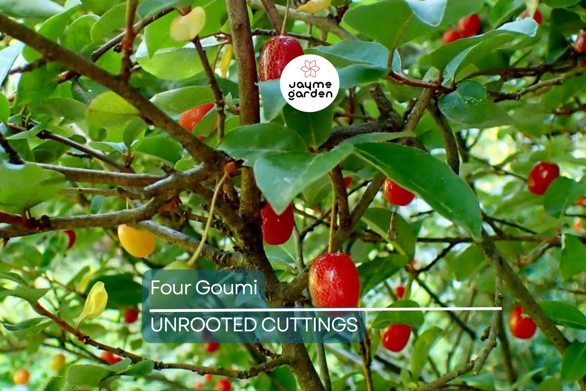 Elaeagnus multiflora Cuttings - 4 Count - Goumi Shrub - Nitrogen Fixin ...