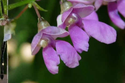 5 Wild Kidney Bean Seeds: Native Perennial Climbing Vine