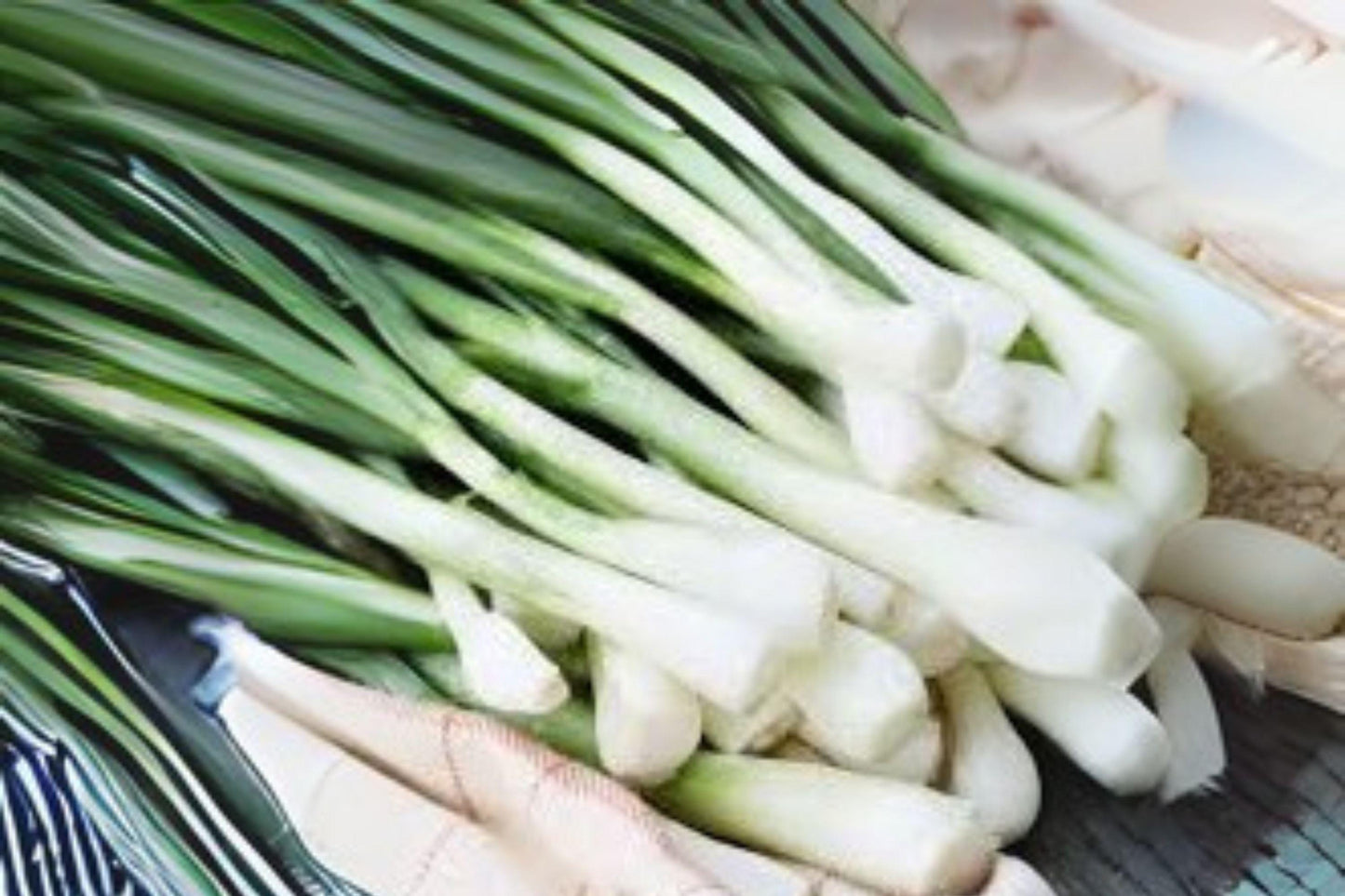 White Lisbon Bunching Onion Seeds - Heirloom Scallion (250 mg)