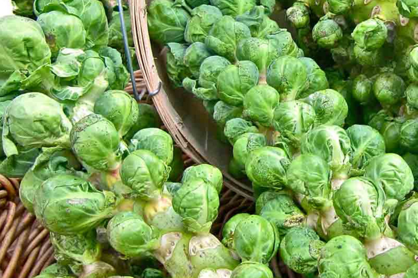Brussels Sprout Seeds | Catskill Variety | Vegetable Seeds | Brassica oleracea