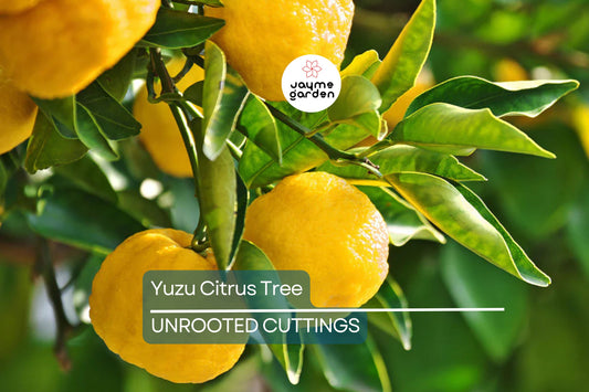 Citrus junos Cuttings - 4 Count - Yuzu - Cold Hardy Citrus - Fragrant Fruit