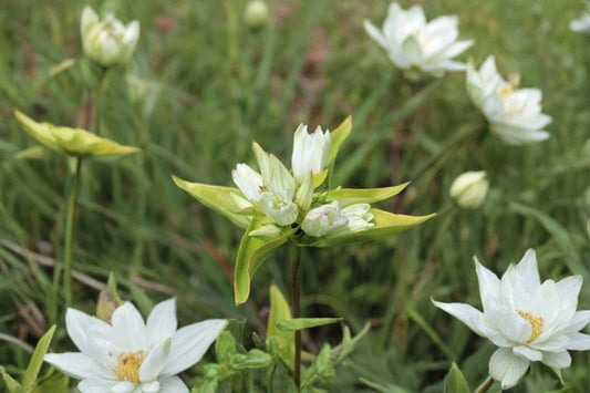 100 Cream Gentian Seeds – Gentiana flavida – Native Wildflower – Late Summer Bloom