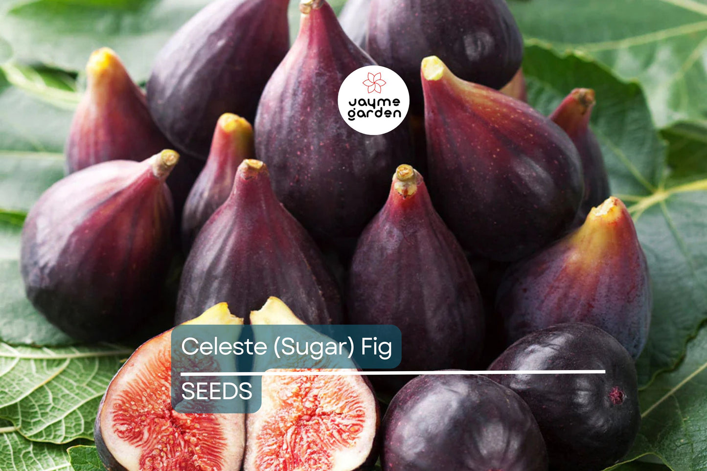 Celeste (Sugar) Fig Seeds – 100+ Heirloom Fruit Tree Seeds, , Sweet & Hardy, Container or Garden Growing, USA Grown