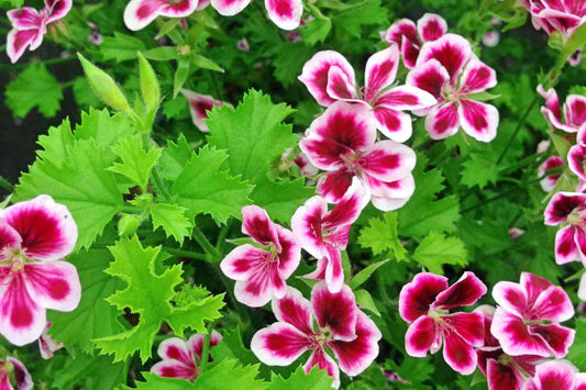 Citrosa Geranium Seeds - 25+ Mosquito Repellent Plants - USA Grown -  - Fragrant Foliage - Butterfly Friendly - Easy Care