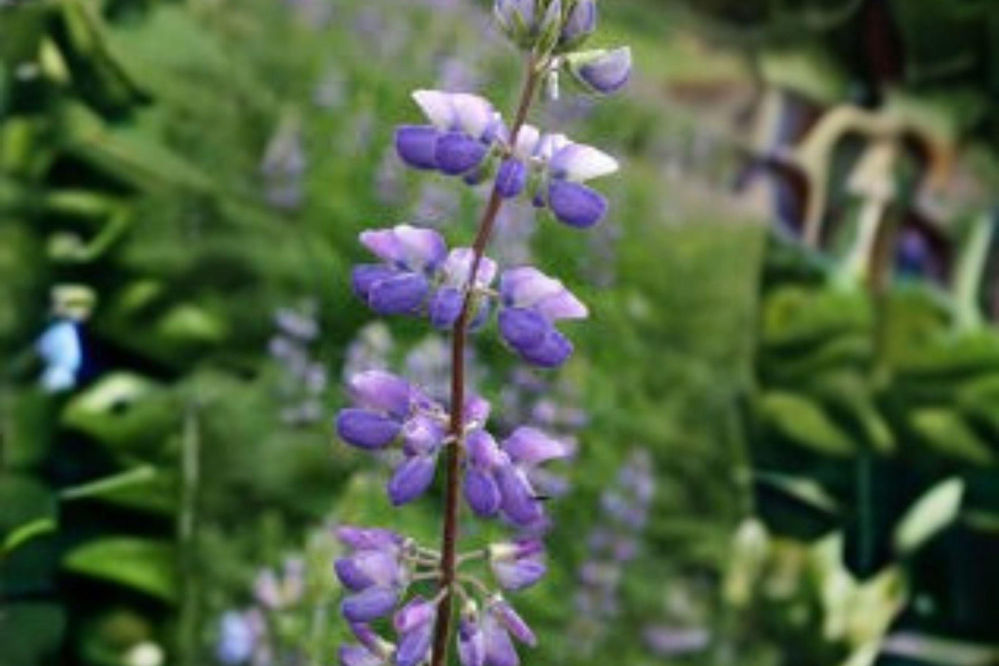 500 mg Lupine Riverbank Seeds (Lupinus rivularis) – Perennial Blue Lupine for Meadows & Pollinator Gardens