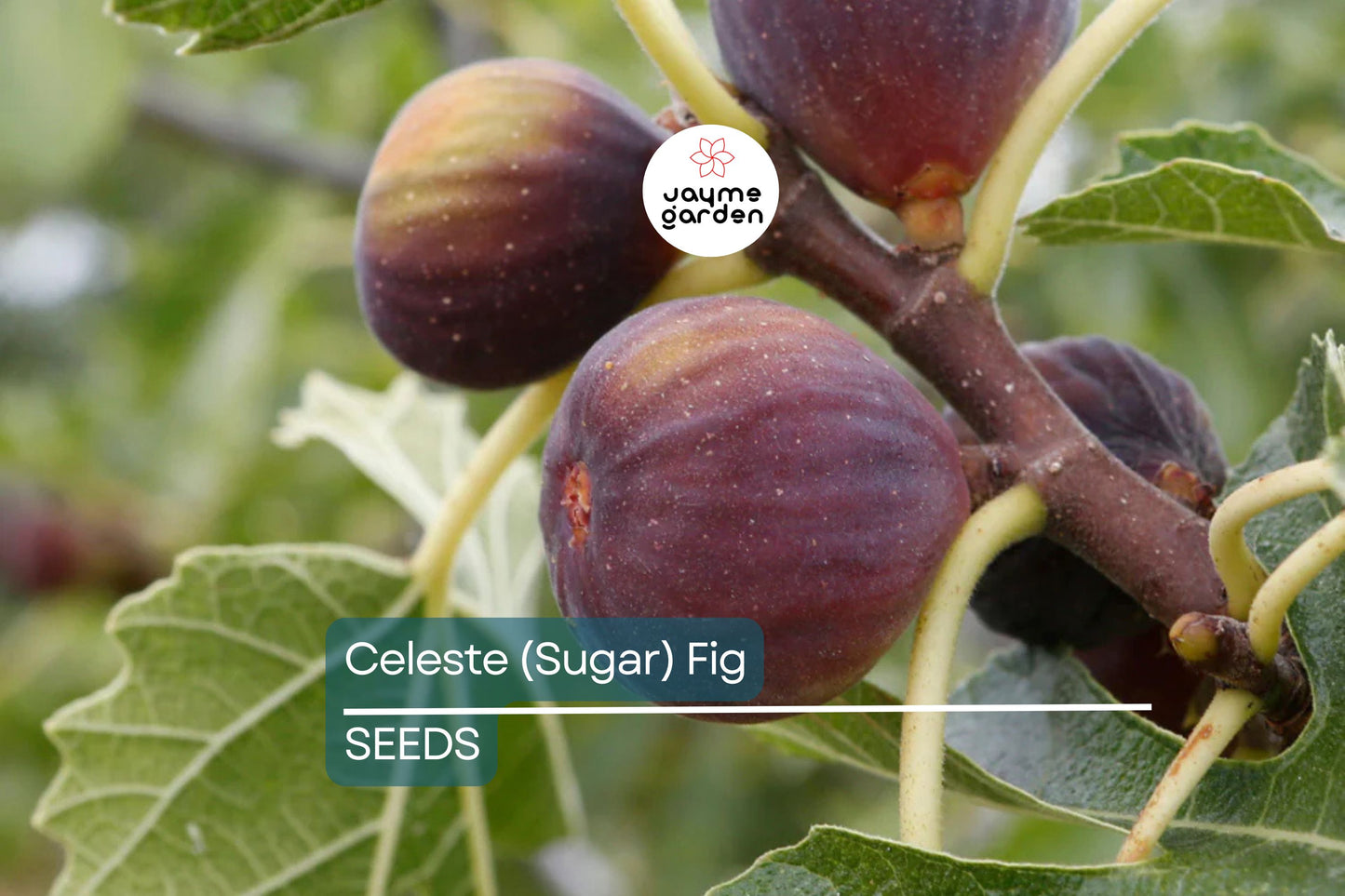 Celeste (Sugar) Fig Seeds – 100+ Heirloom Fruit Tree Seeds, , Sweet & Hardy, Container or Garden Growing, USA Grown