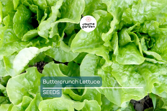 Buttercrunch Lettuce Seeds | AAS Winner | Heirloom | Non-GMO | Slow to Bolt | Heat Tolerant | Free Shipping