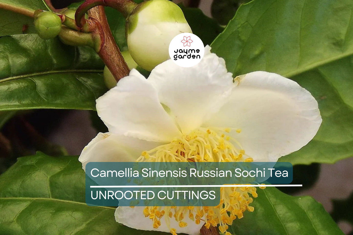 Camellia sinensis Cuttings - 6 Count - Cold Hardy Tea Plant - Zone 6b