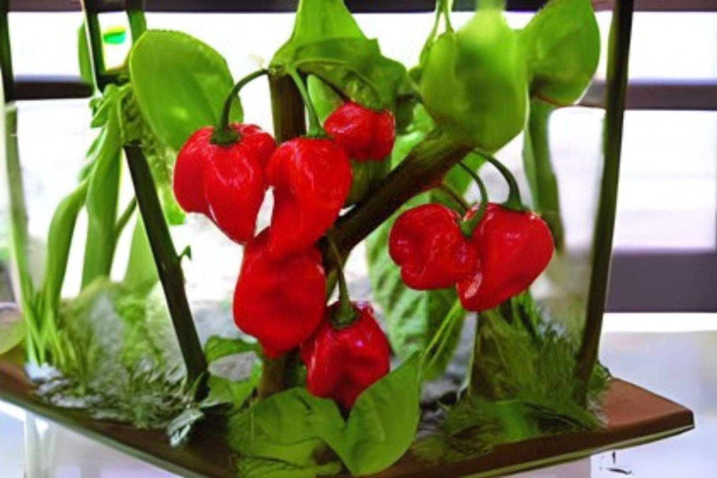Caribbean Red Habanero Seeds: Extra Hot Heirloom Pepper (250mg)