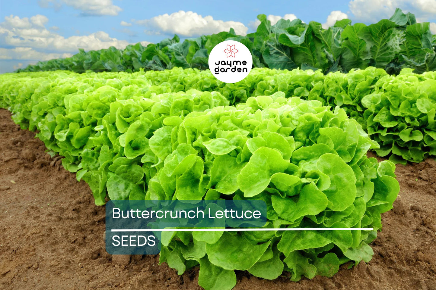 Buttercrunch Lettuce Seeds | AAS Winner | Heirloom | Non-GMO | Slow to Bolt | Heat Tolerant | Free Shipping