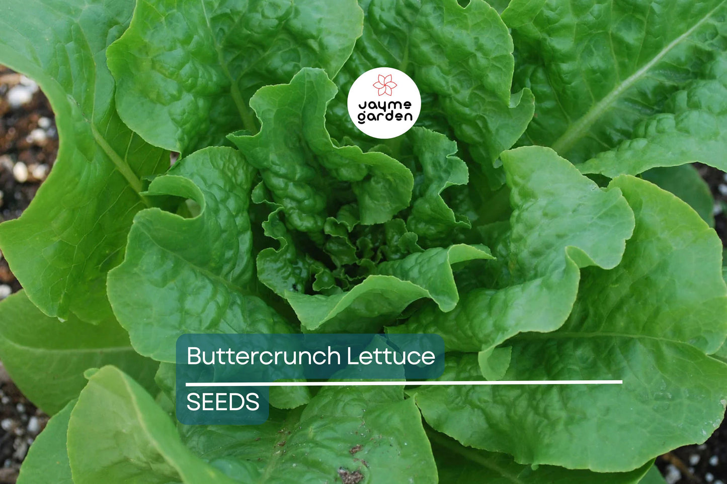 Buttercrunch Lettuce Seeds | AAS Winner | Heirloom | Non-GMO | Slow to Bolt | Heat Tolerant | Free Shipping