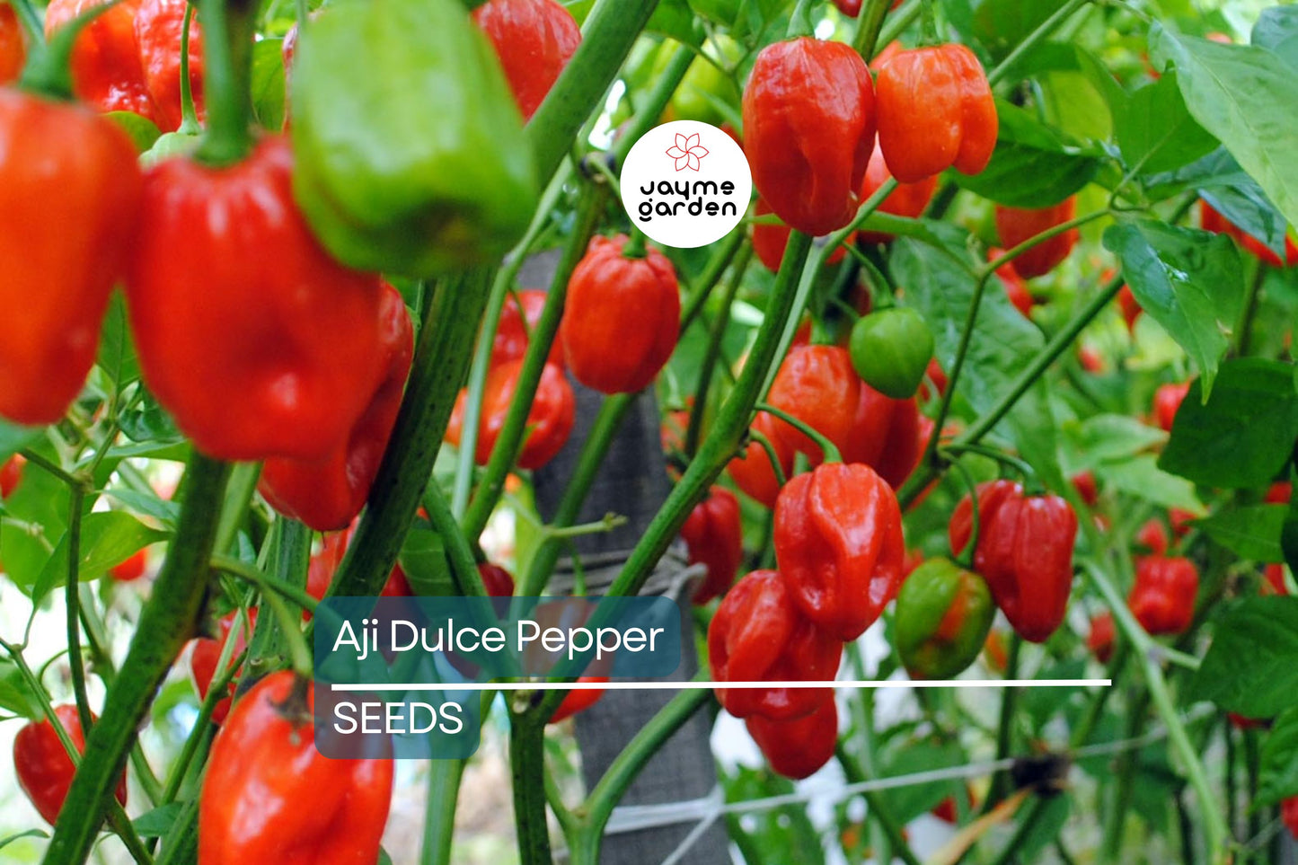 Aji Dulce Pepper Seeds - Heirloom, Non-GMO - Mild Heat (500-1,000 Scoville) - 100 Days to Maturity - USDA Zones 4-10 - Perfect for Sautéing