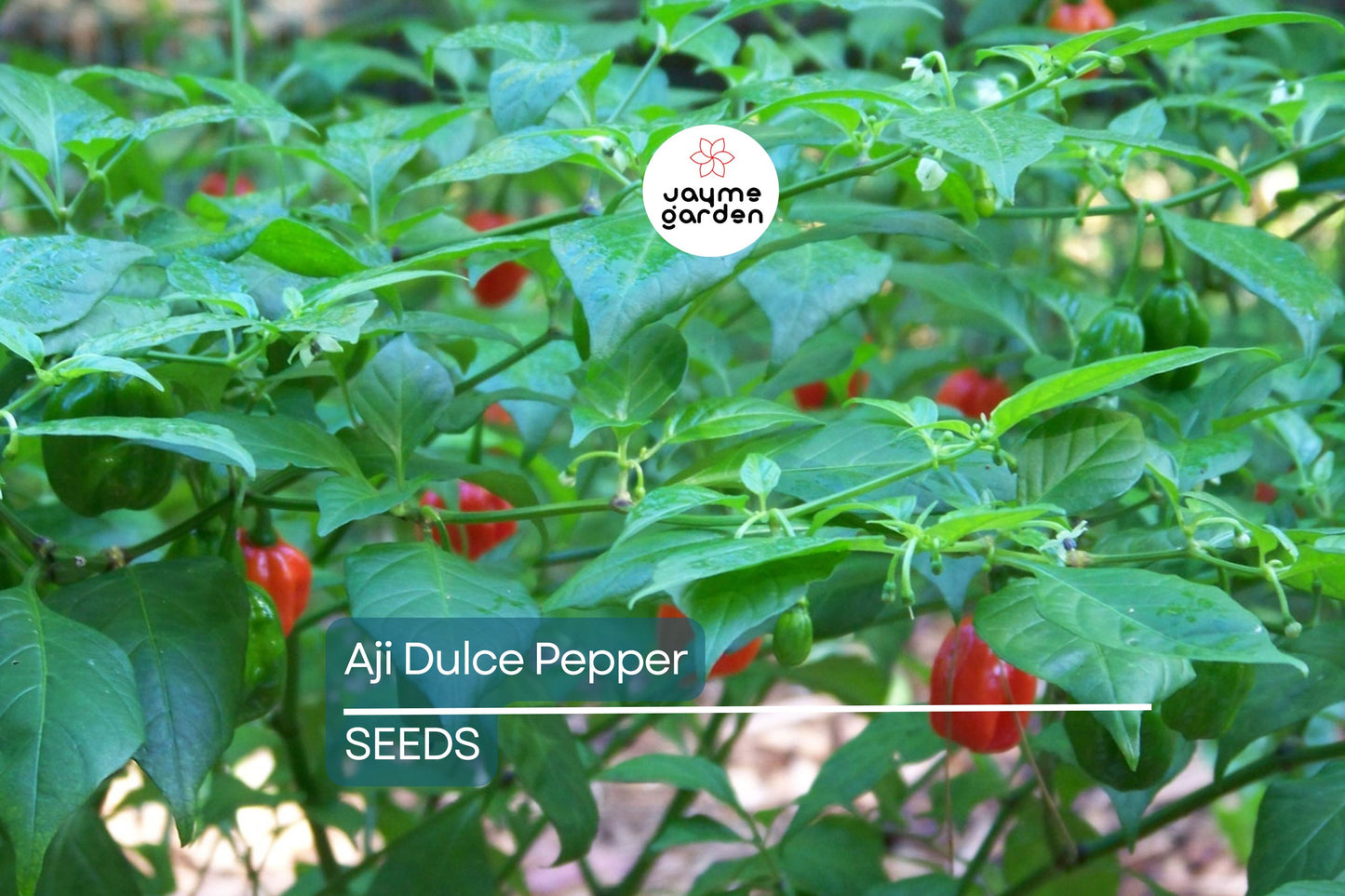 Aji Dulce Pepper Seeds - Heirloom, Non-GMO - Mild Heat (500-1,000 Scoville) - 100 Days to Maturity - USDA Zones 4-10 - Perfect for Sautéing