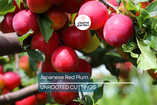 Prunus salicina Cuttings - 4 Count - Japanese Red Plum - Fruit Tree Propagation