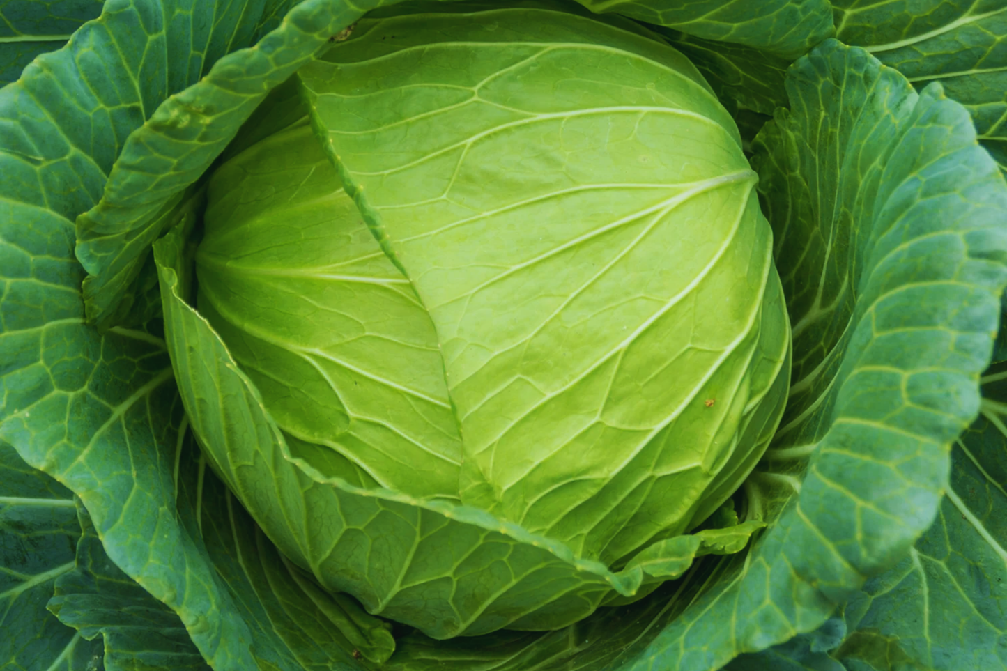 Cabbage Seeds - Golden Acre - Non-GMO, Organic - Brassica oleracea