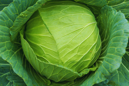 Cabbage Seeds - Golden Acre - Non-GMO, Organic - Brassica oleracea