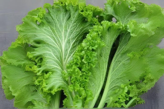 500 Southern Giant Curled Mustard Seeds: Heirloom Leafy Greens