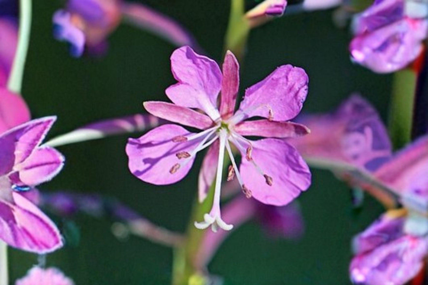 30 mg Fireweed Seeds | Chamaenerion Angustifolium | Wildflower for Pollinators | Hardy Perennial Garden Flower