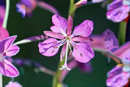 30 mg Fireweed Seeds | Chamaenerion Angustifolium | Wildflower for Pollinators | Hardy Perennial Garden Flower
