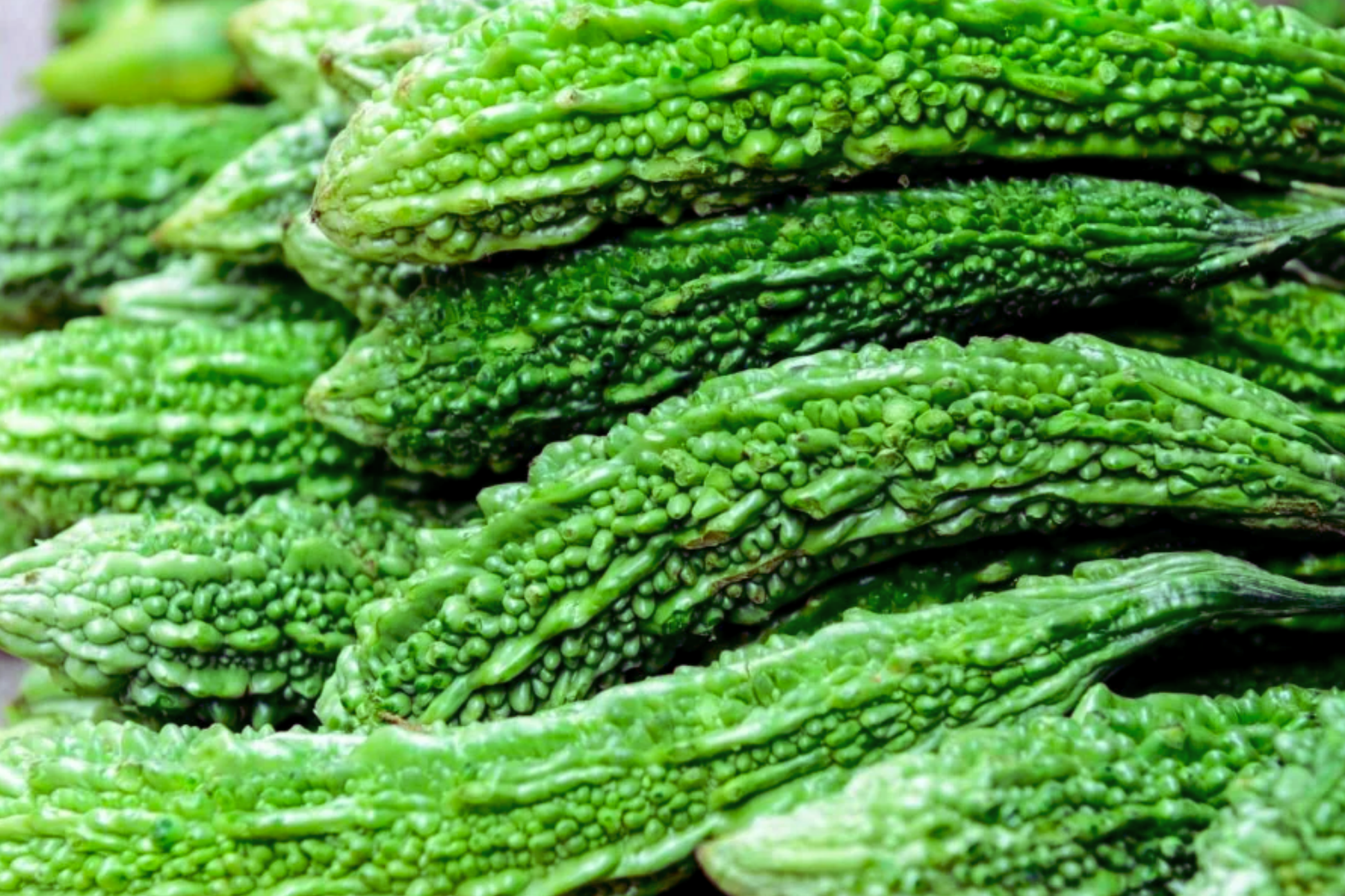 Bitter Gourd Seeds | Green Skin Long Variety | Bitter Melon Seeds | Momordica charantia