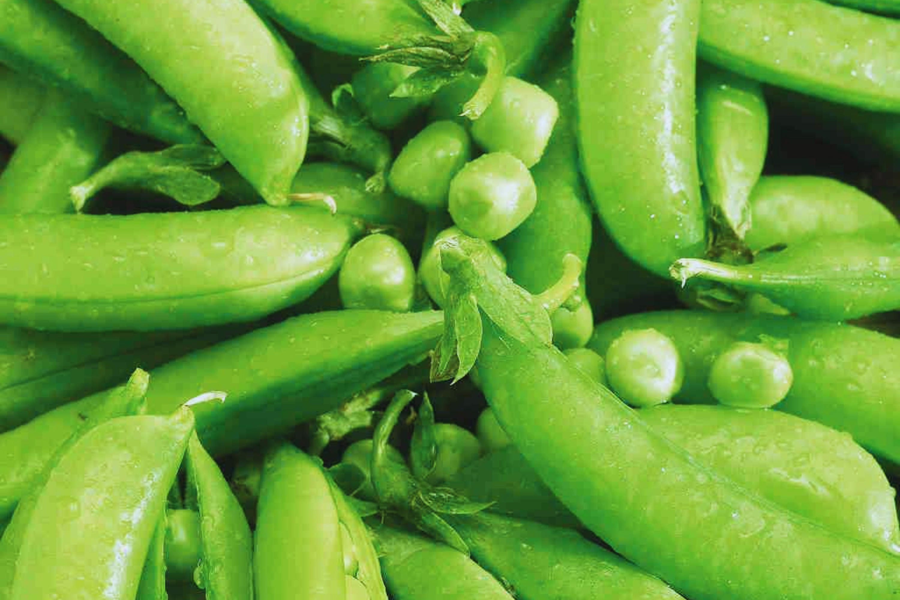 Sugar Snap Pea Seeds | NON-GMO | Original Snap Pea Variety | Pisum sat ...