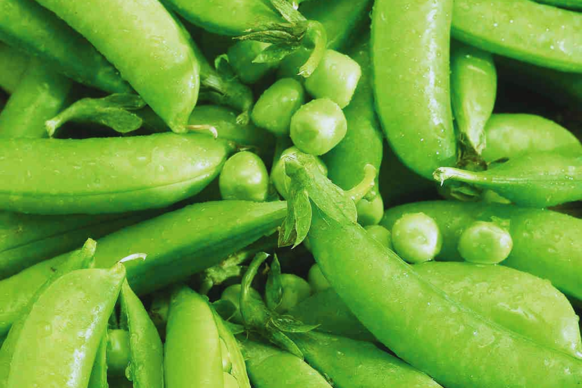 Sugar Snap Pea Seeds | NON-GMO | Original Snap Pea Variety | Pisum sativum