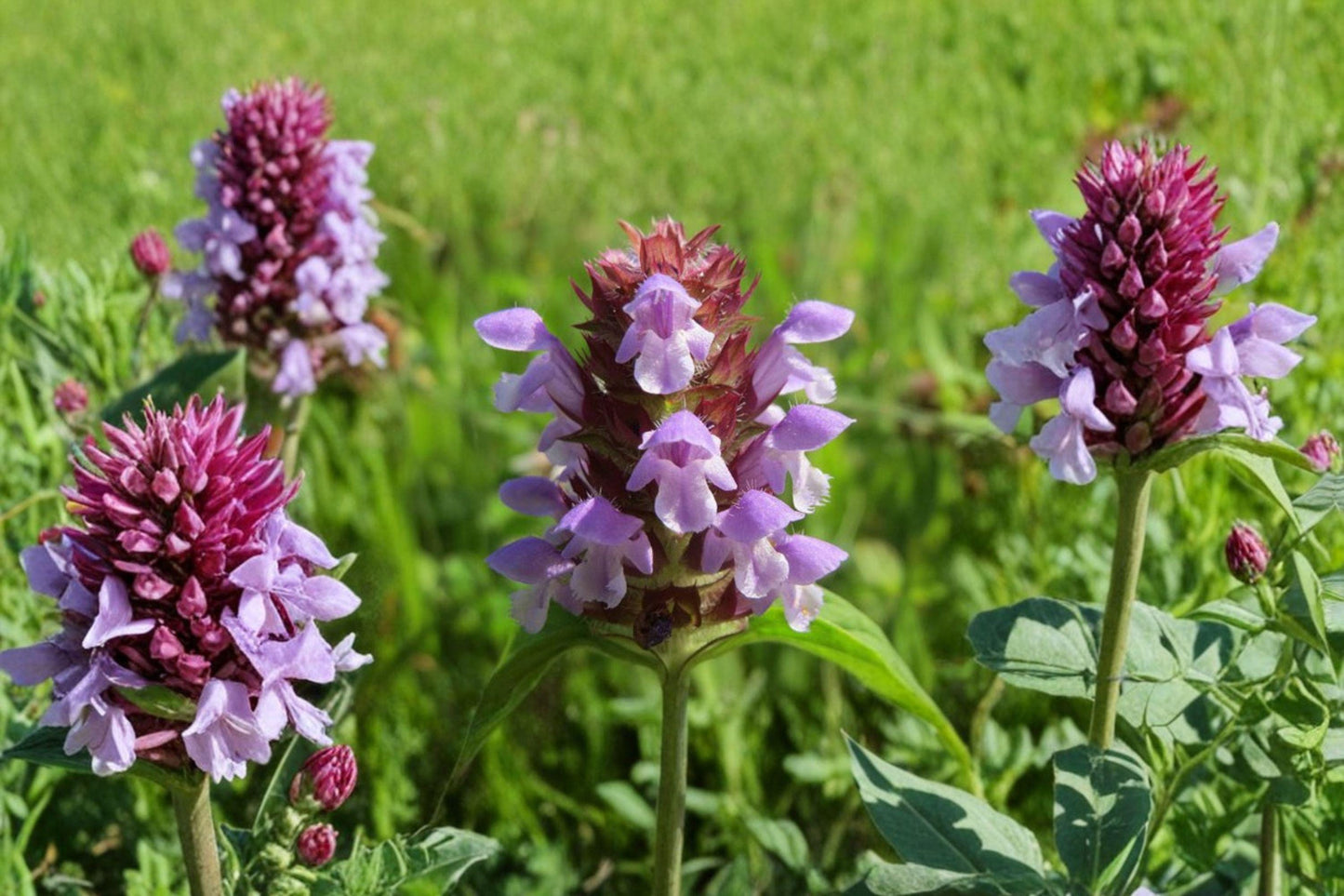 100 Heal All Seeds – Prunella vulgaris – Self Heal Herb – Pollinator Plant – Edible Groundcover