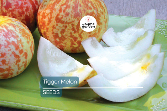 Tigger Melon Seeds - Heirloom, Non-GMO - 90 Days to Maturity - Vibrant Striped Melons - USDA Zones 2-10 - Sweet & Aromatic