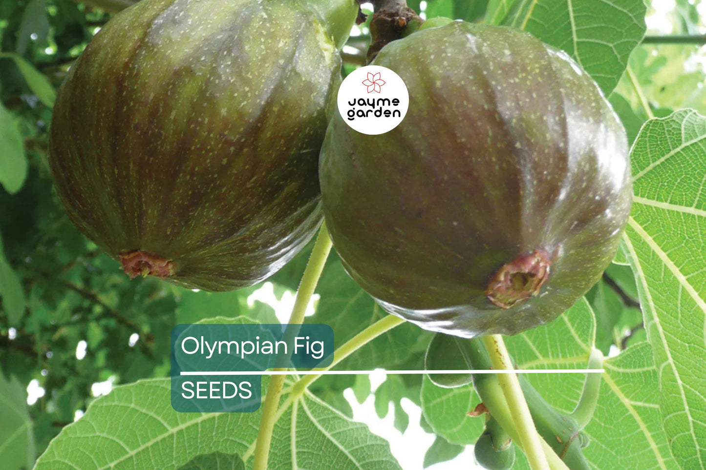 Olympian Fig Seeds – 100+ Heirloom Fruit Tree Seeds, , Cold-Hardy, Sweet Purple Figs, Container or Garden Growing