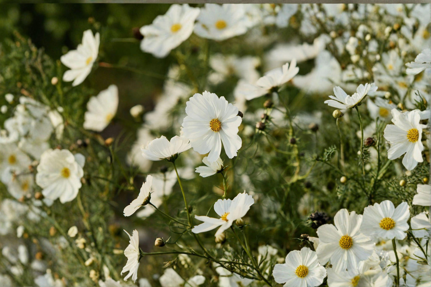 100 Cosmos Purity Seeds: White Annual Flower, Pollinator Friendly