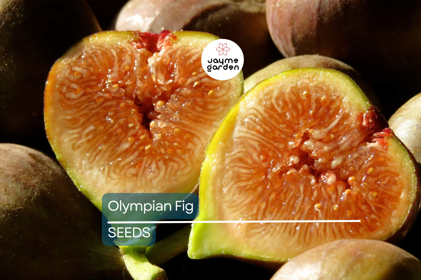 Olympian Fig Seeds – 100+ Heirloom Fruit Tree Seeds, , Cold-Hardy, Sweet Purple Figs, Container or Garden Growing