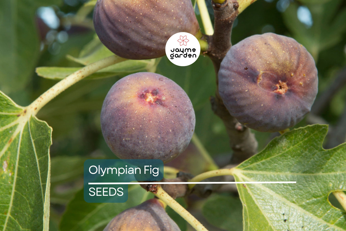 Olympian Fig Seeds – 100+ Heirloom Fruit Tree Seeds, , Cold-Hardy, Sweet Purple Figs, Container or Garden Growing