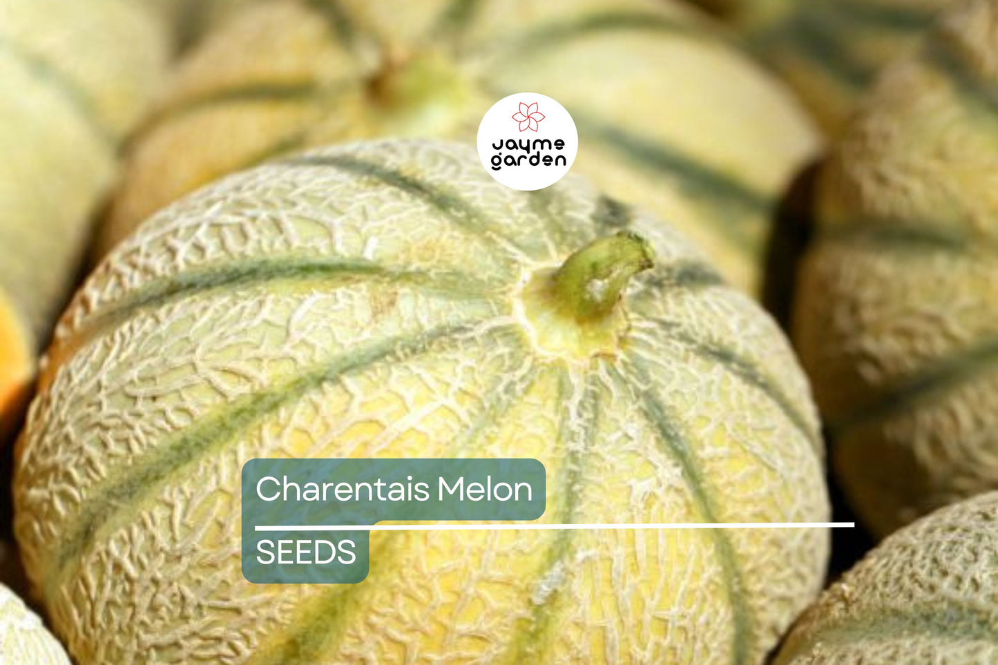 Charentais Melon Seeds - Heirloom, Non-GMO - 85 Days to Maturity - Super Sweet & Fragrant - USDA Zones 2-10 - Perfect for Desserts