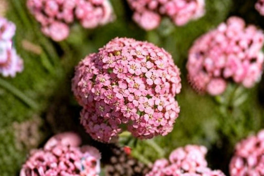100 Pink Sweet Alyssum Seeds – Lobularia maritima – Dwarf Fragrant Border Flower