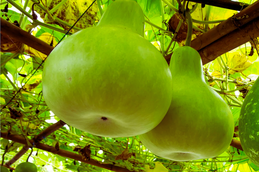 Bottle Gourd Seeds | Long Calabash Gourd | NON-GMO | Lagenaria siceraria