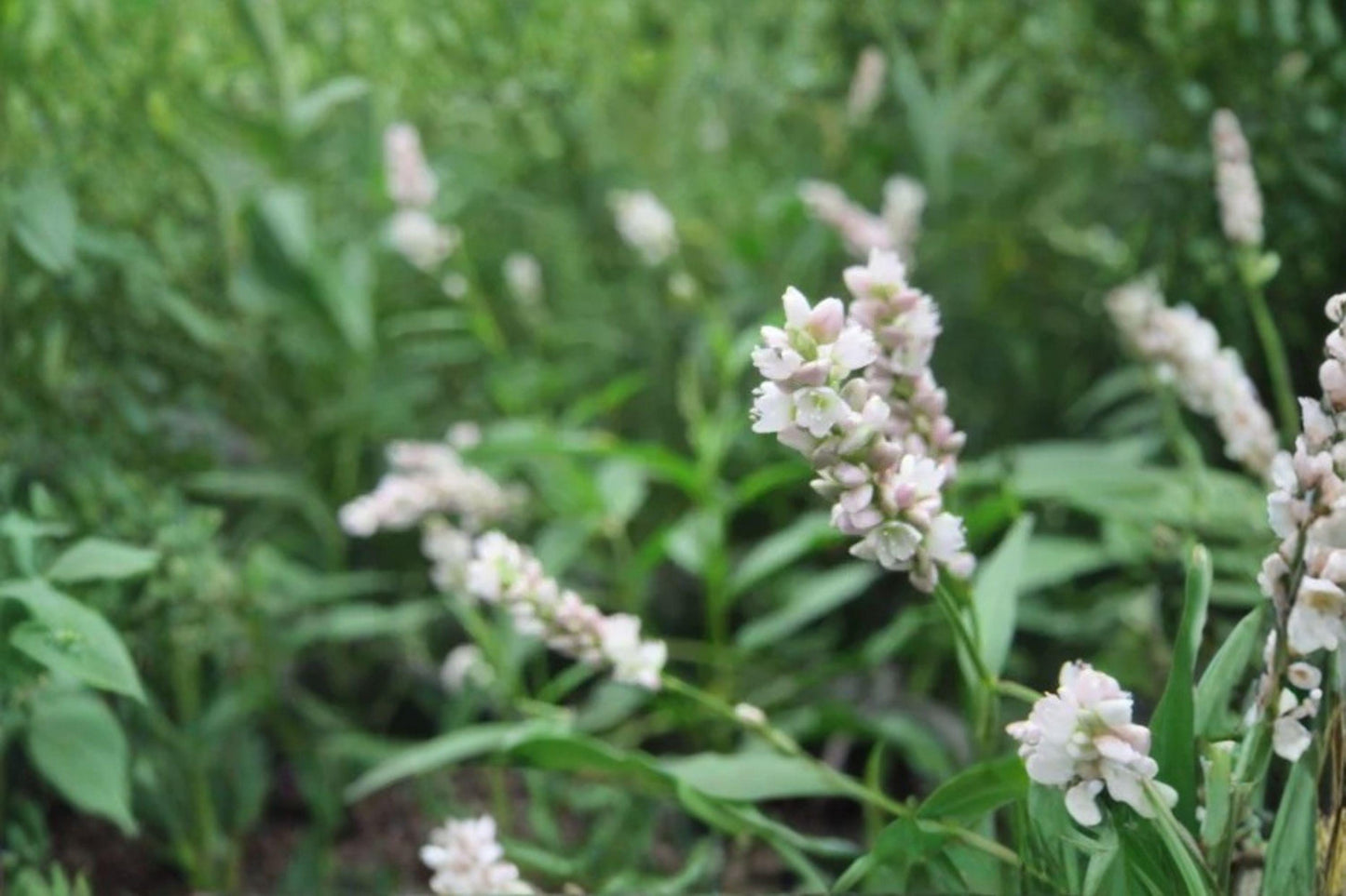 15 Pinkweed Seeds – Persicaria pensylvanica – Native Annual Wildflower – Pollinator Plant