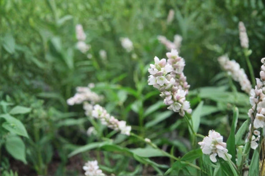 15 Pinkweed Seeds – Persicaria pensylvanica – Native Annual Wildflower – Pollinator Plant