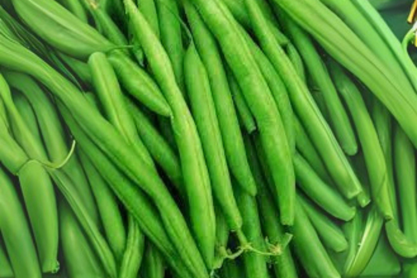 10 Provider Green Bush Bean Seeds – Early Heirloom Stringless Snap Beans, Reliable Garden Vegetable