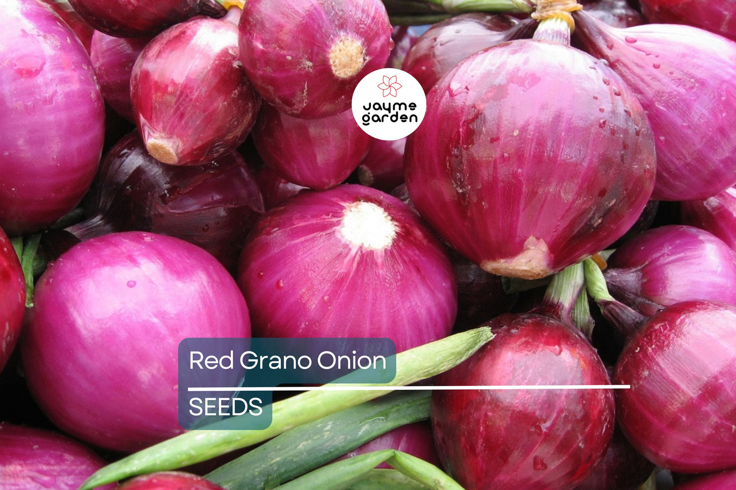 Red Grano Onion Seeds - Heirloom, Non-GMO - 110 Days to Maturity - Mild & Crisp - USDA Zones 3-9 - Perfect for Salads & Burgers