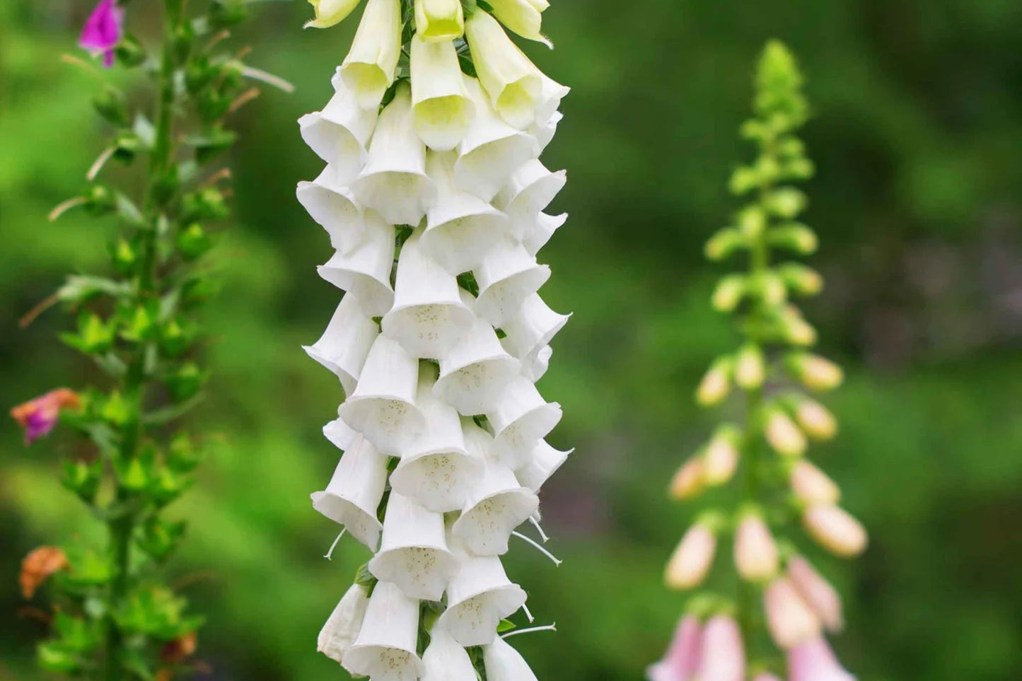 Alba Foxglove Seeds | Non-GMO | Pure White Blooms | Tall Elegant Spikes |