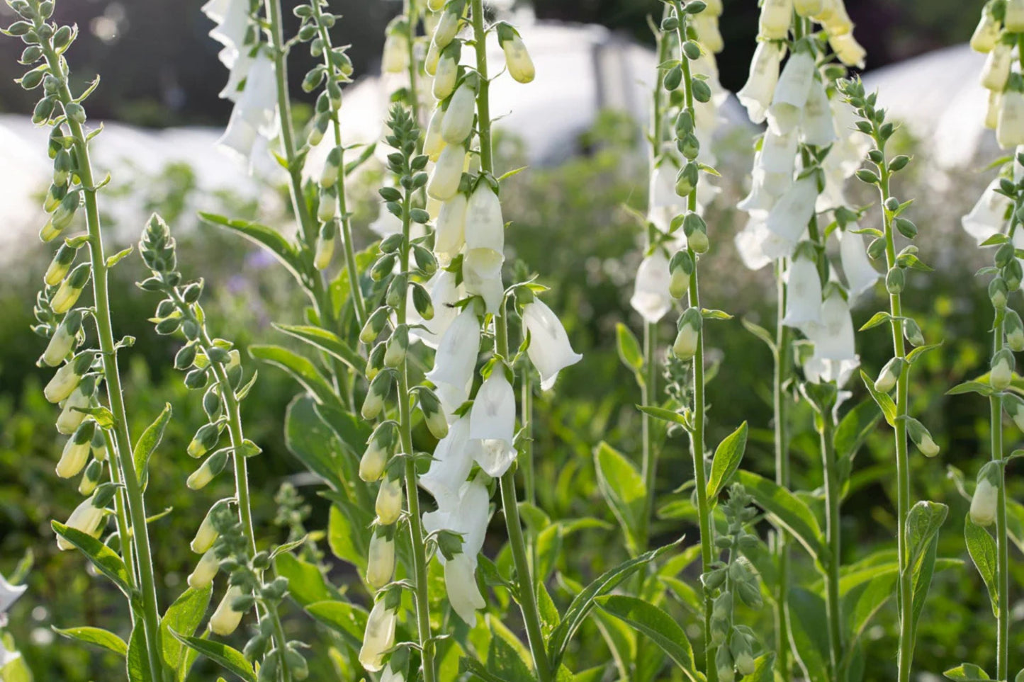 Alba Foxglove Seeds | Non-GMO | Pure White Blooms | Tall Elegant Spikes |