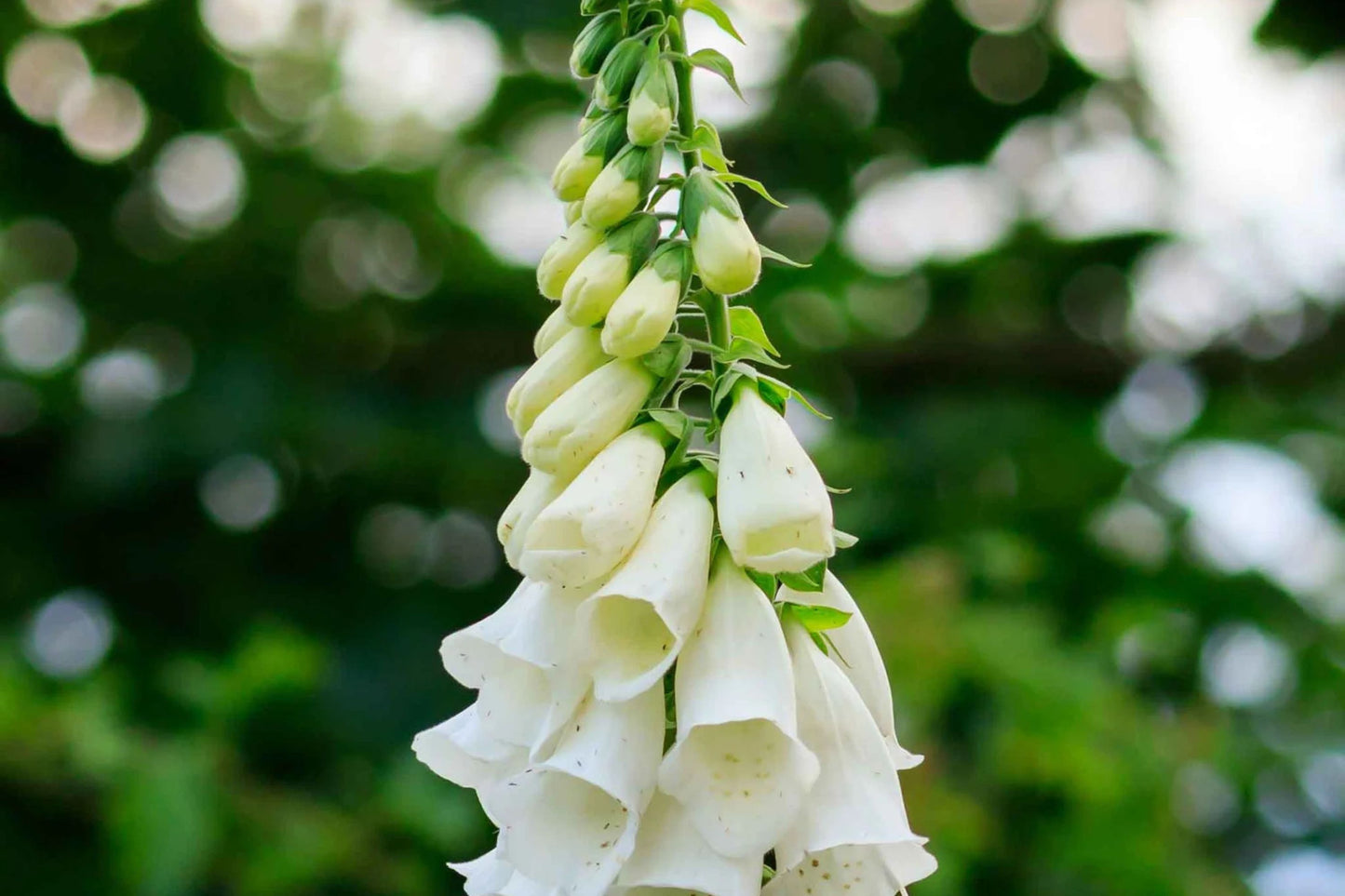 Alba Foxglove Seeds | Non-GMO | Pure White Blooms | Tall Elegant Spikes |