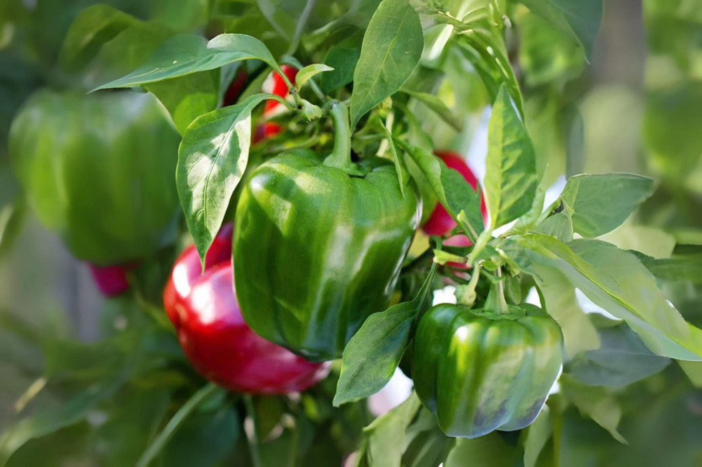 California Wonder Sweet Bell Pepper Seeds: Heirloom Variety, 30 Seeds