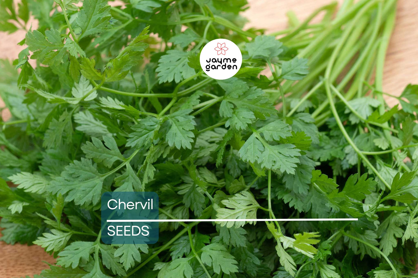 Chervil Seeds | Heirloom Non-GMO | Mild Anise Flavor | French Culinary Herb | 16-28 Inches Tall | USDA Zones 3-9 | Free Shipping