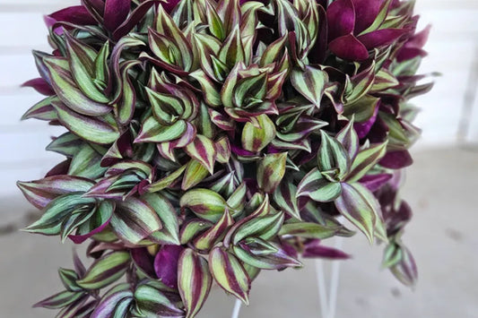 Tradescantia Zebrina Cuttings - 5 Pack - Wandering Jew Plant - Purple Spiderwort - Easy Care Houseplant - Fast Rooting