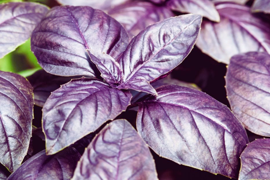 Basil Seeds | Dark Purple Opal | NON-GMO | Ocimum basilicum 'Dark Opal'